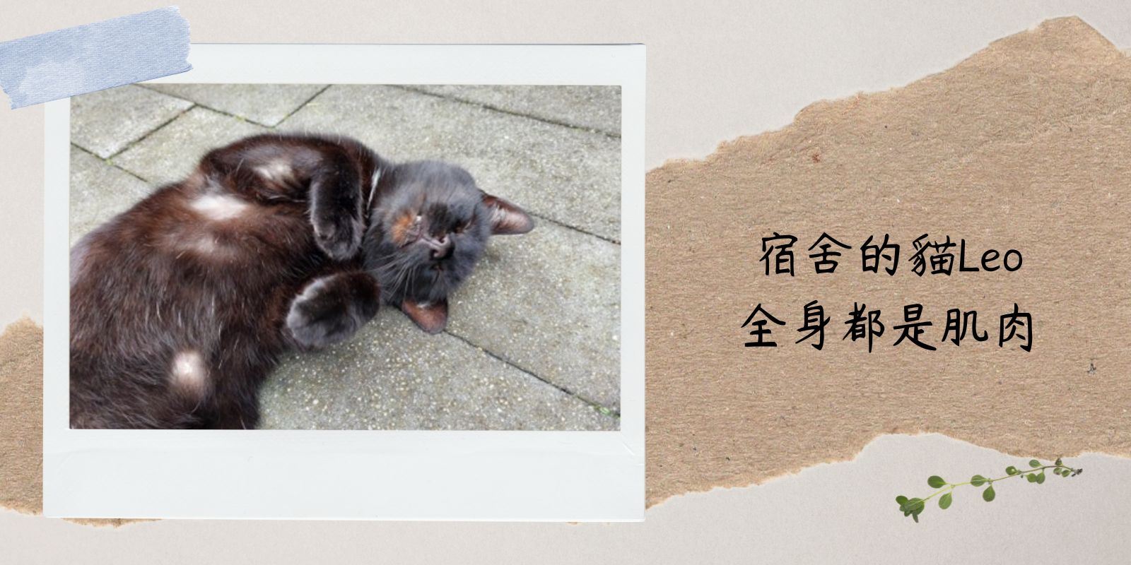宿舍的貓Leo全身都是肌肉